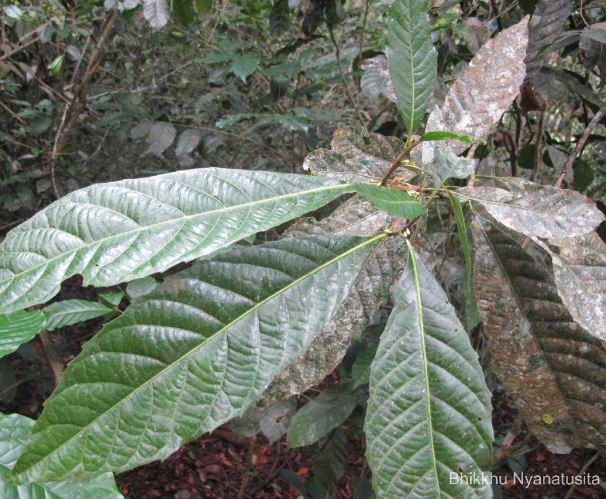 Agrostistachys indica Dalzell